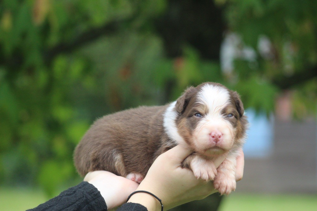 Blue Memories - Chiots disponibles - Berger Australien