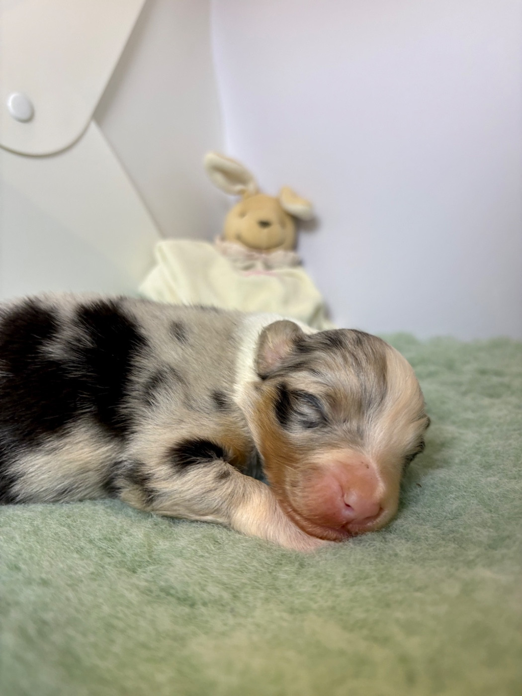 Blue Memories - Chiots disponibles - Berger Australien