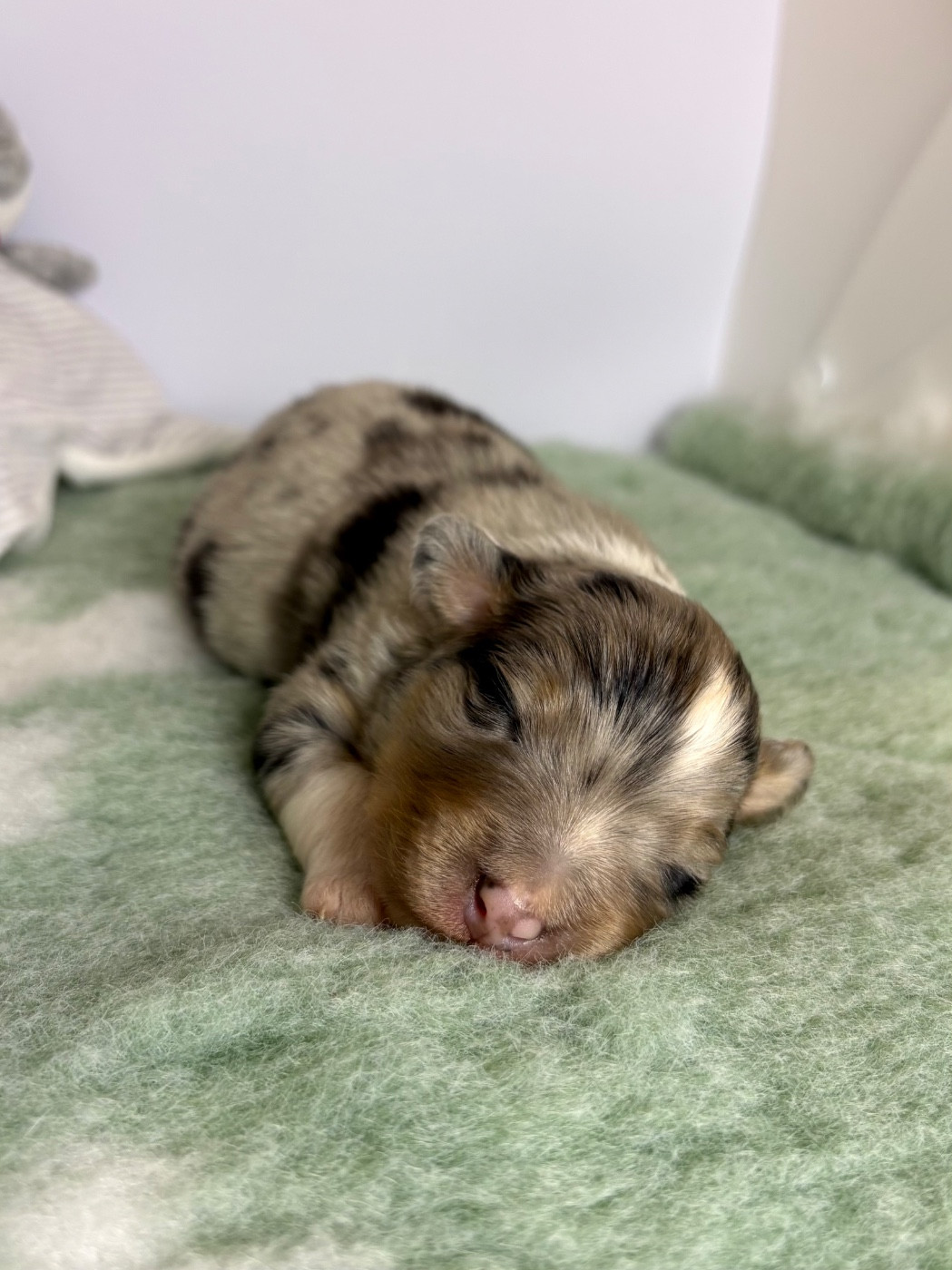 Blue Memories - Chiots disponibles - Berger Australien