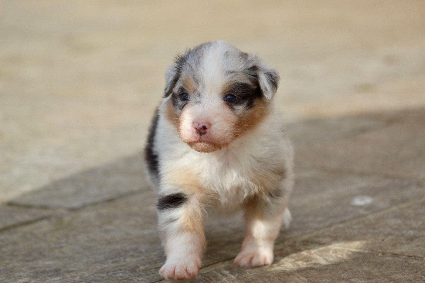 Blue Memories - Chiots disponibles - Berger Australien