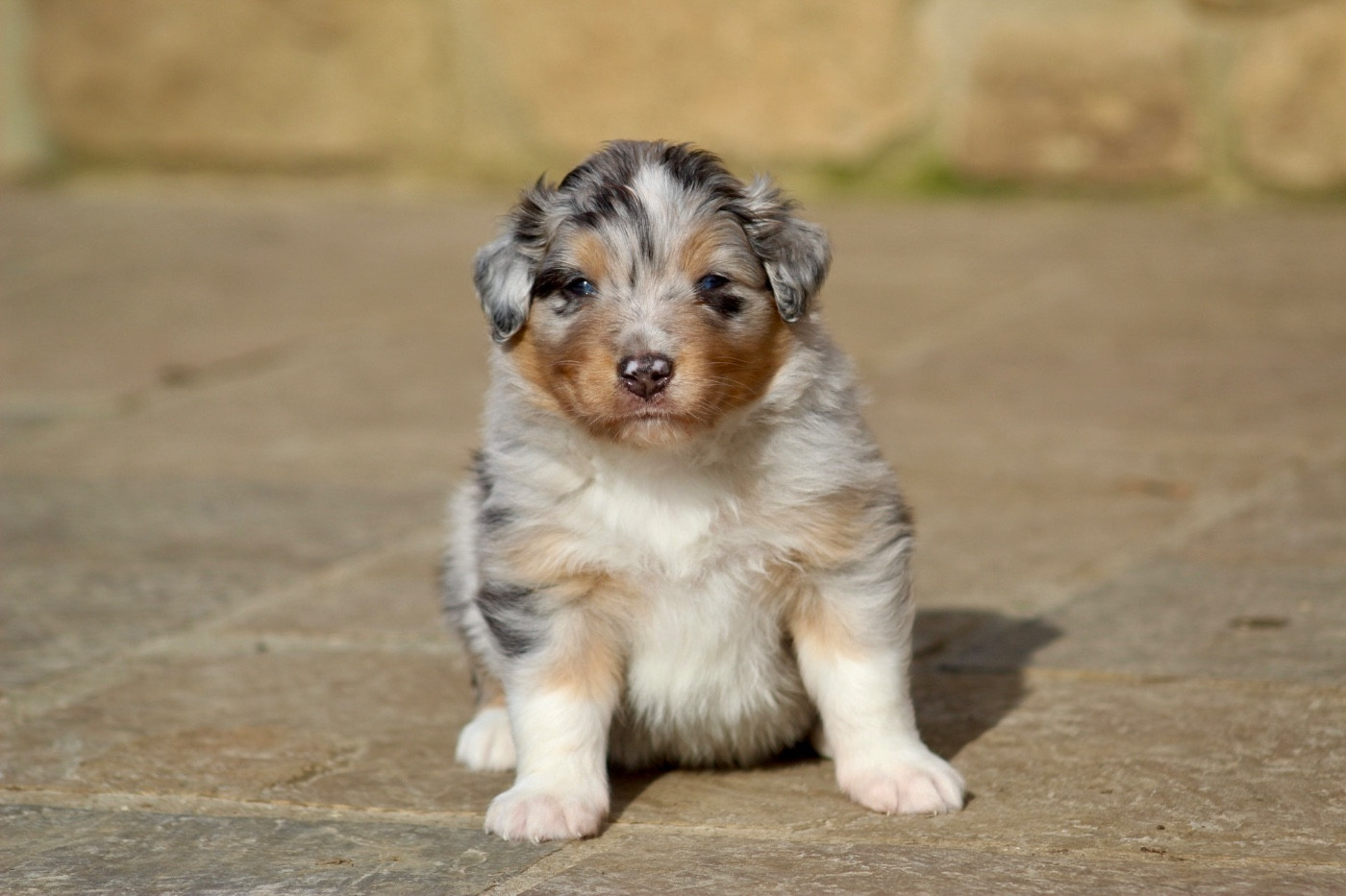 Blue Memories - Chiots disponibles - Berger Australien