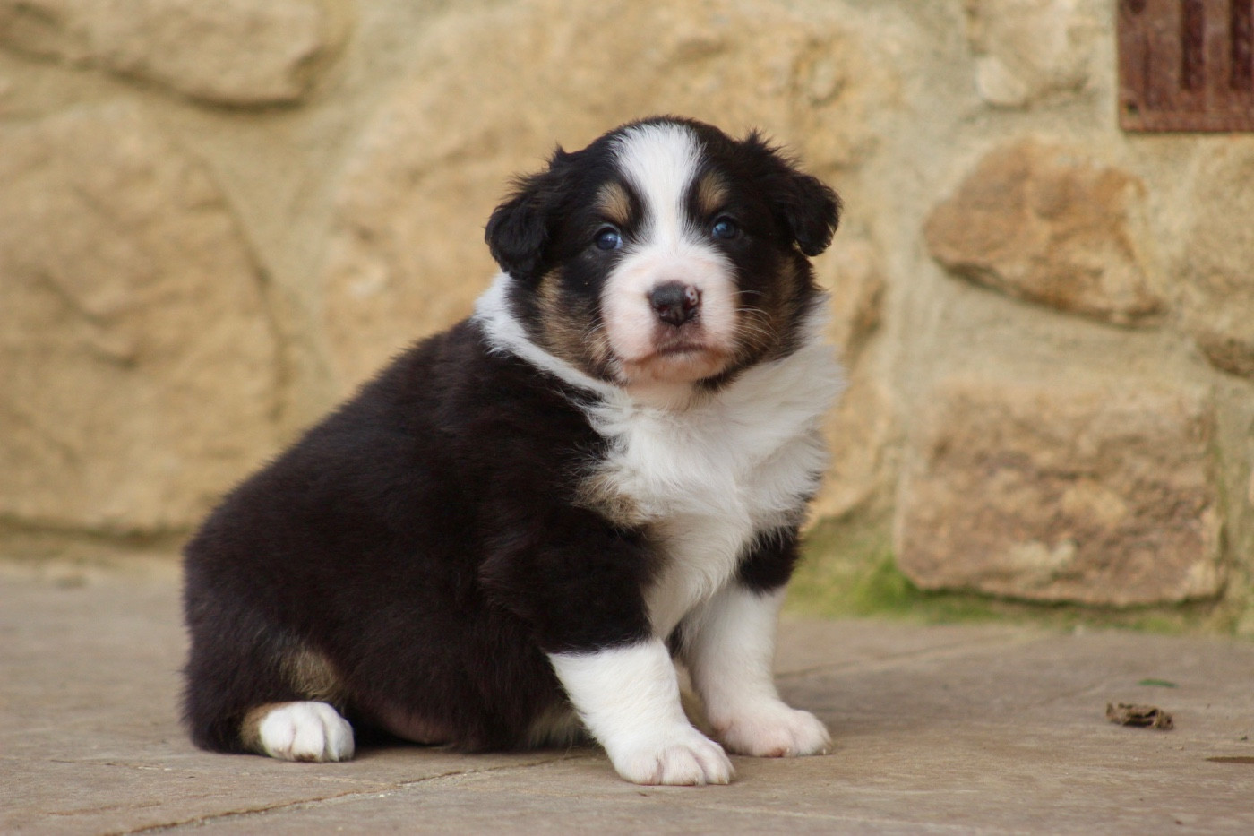 Blue Memories - Chiots disponibles - Berger Australien