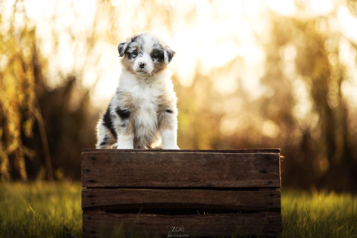 Blue Memories - Chiots disponibles - Berger Australien