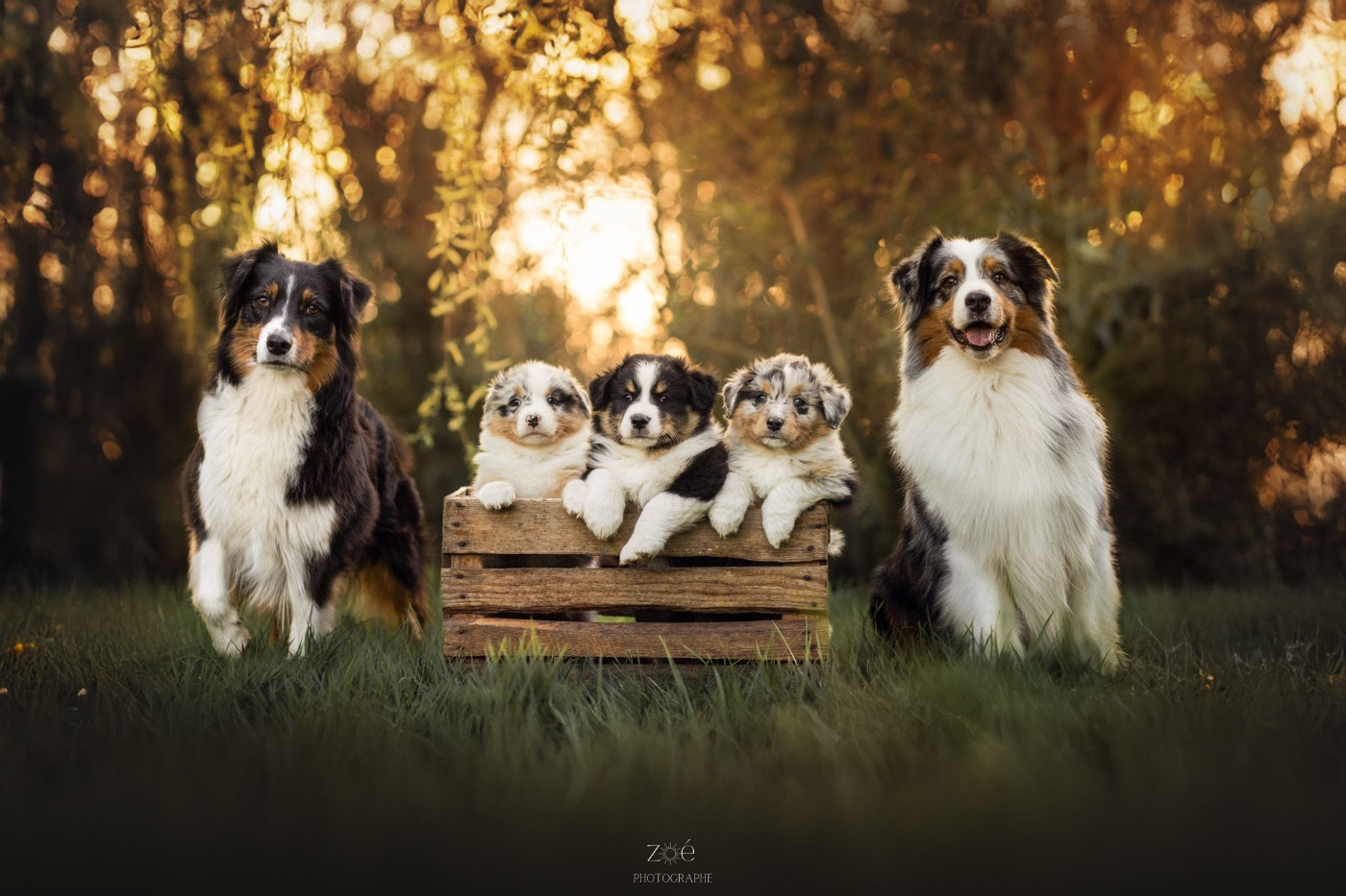 Blue Memories - Berger Australien - Portée née le 17/01/2026