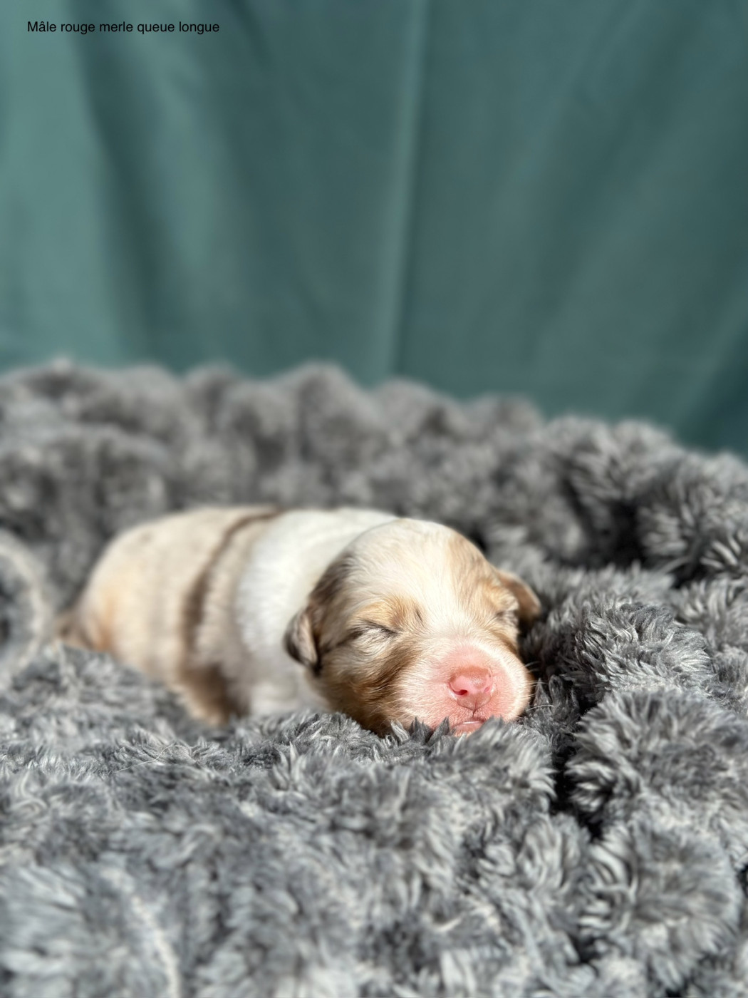 Blue Memories - Chiots disponibles - Berger Australien