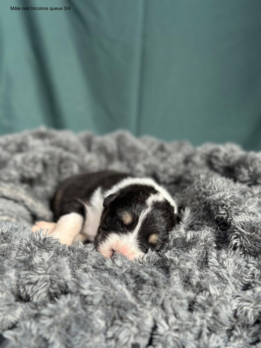 Blue Memories - Chiots disponibles - Berger Australien