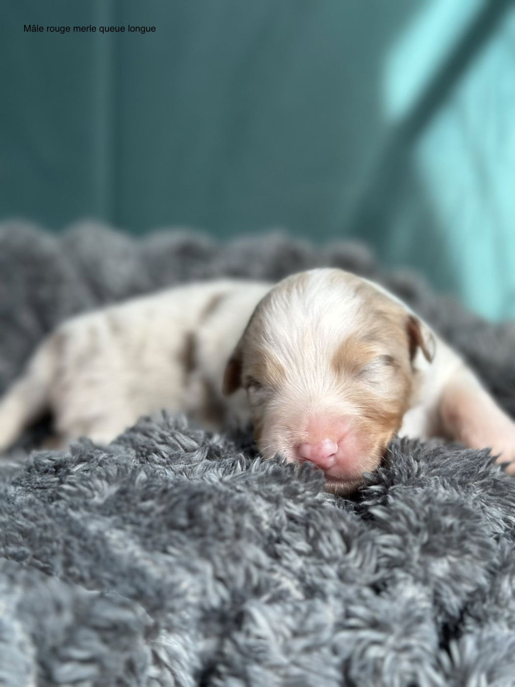 Blue Memories - Chiots disponibles - Berger Australien