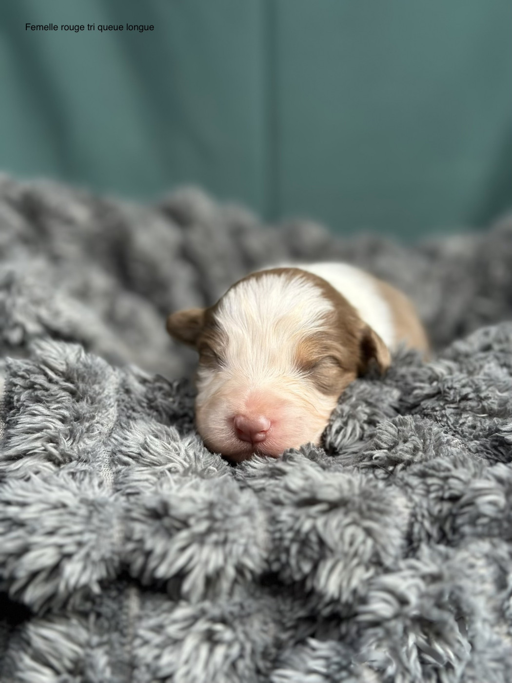 Blue Memories - Chiots disponibles - Berger Australien