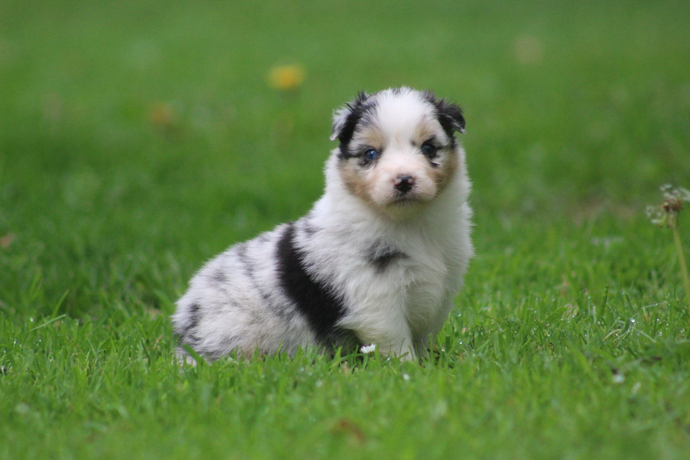 Blue Memories - Chiots disponibles - Berger Australien