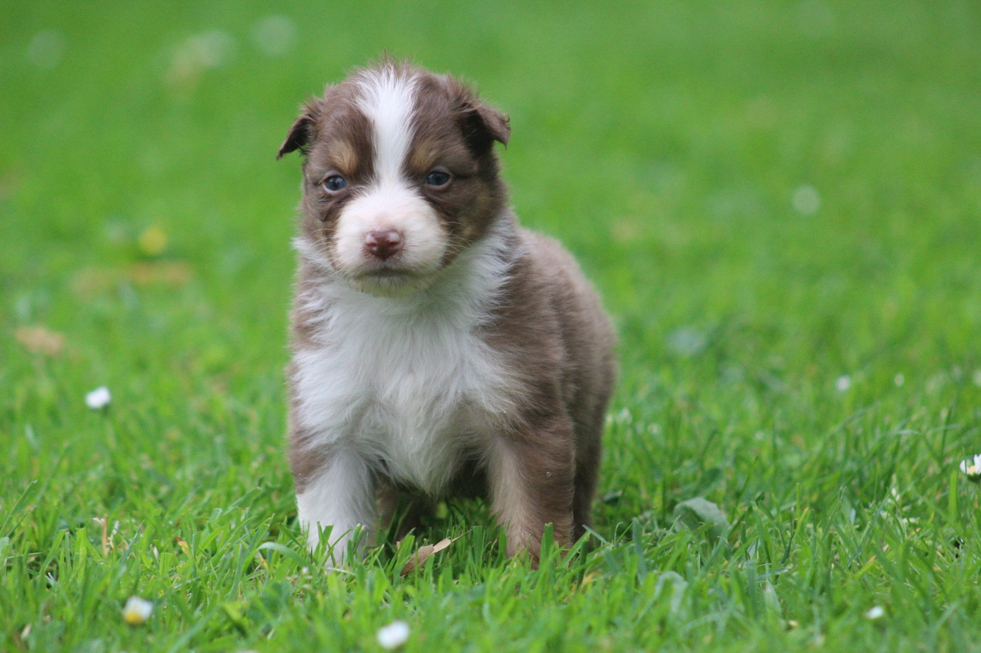 Blue Memories - Chiots disponibles - Berger Australien