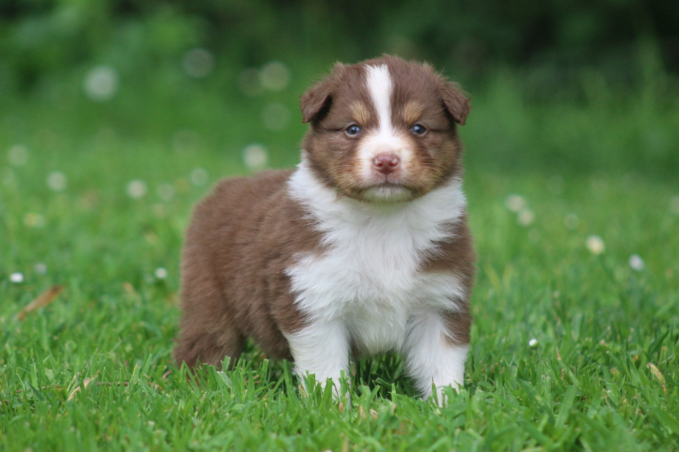Blue Memories - Chiots disponibles - Berger Australien