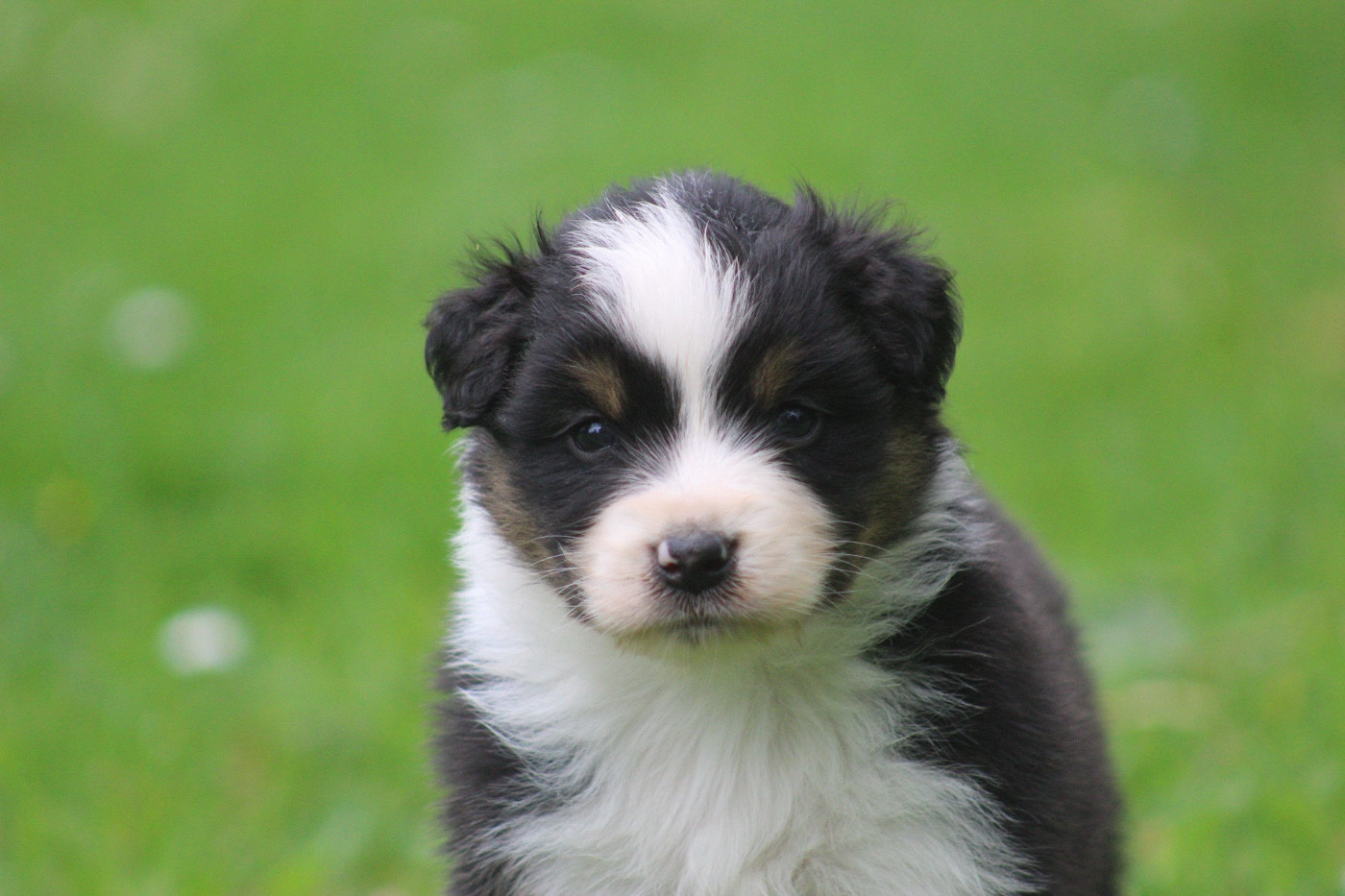 Blue Memories - Chiots disponibles - Berger Australien