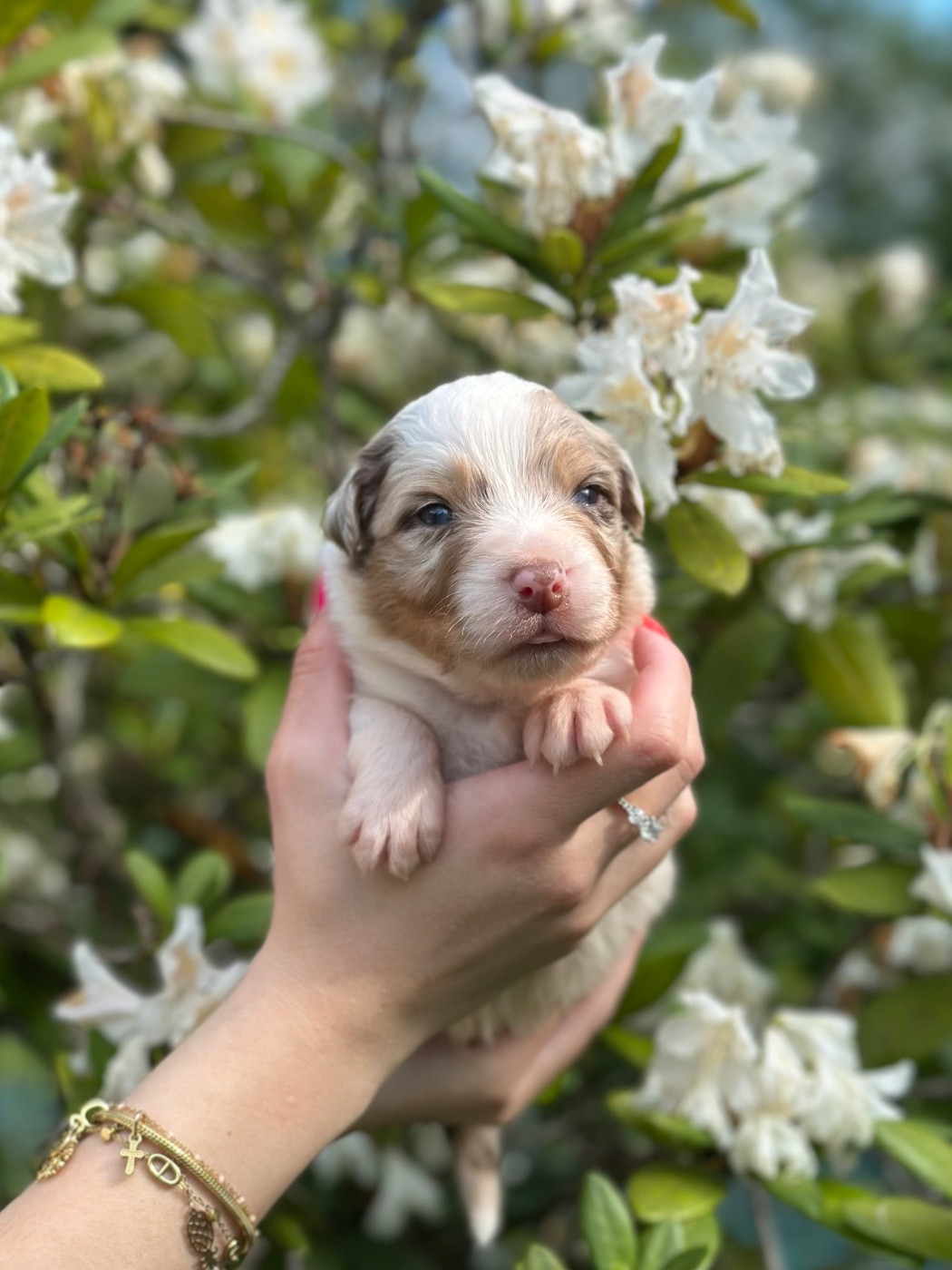 Blue Memories - Chiots disponibles - Berger Australien