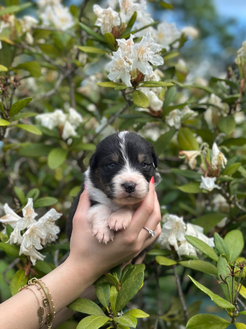 Blue Memories - Chiots disponibles - Berger Australien