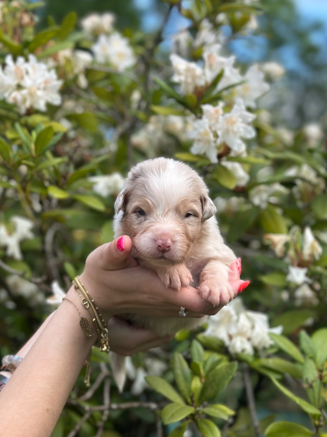 Blue Memories - Chiots disponibles - Berger Australien