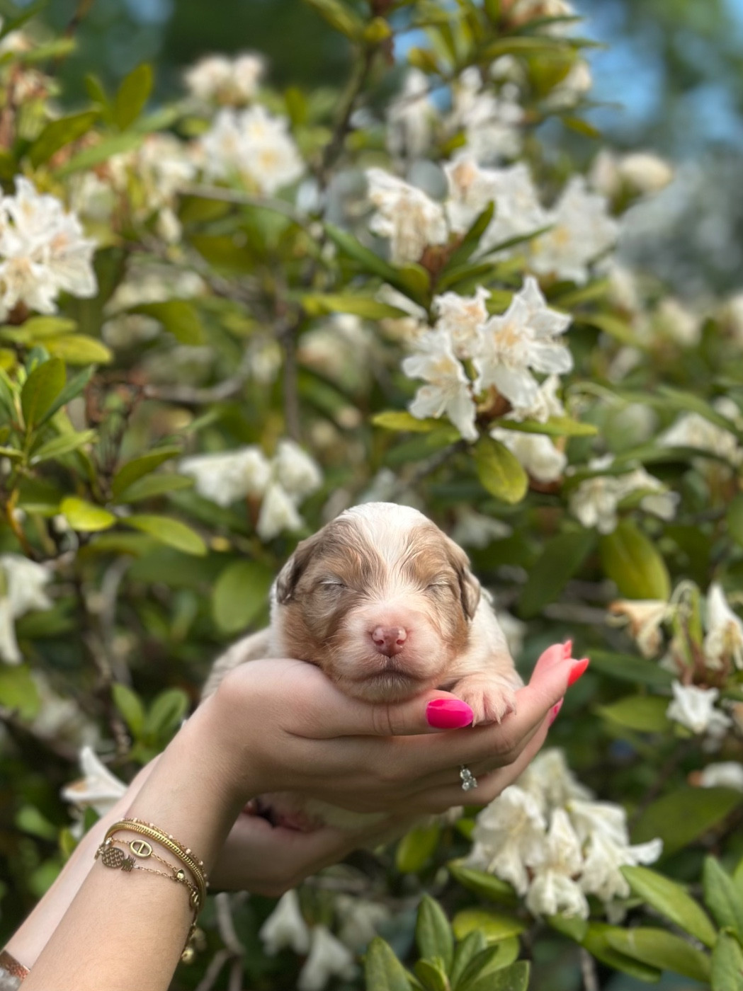 Blue Memories - Chiots disponibles - Berger Australien