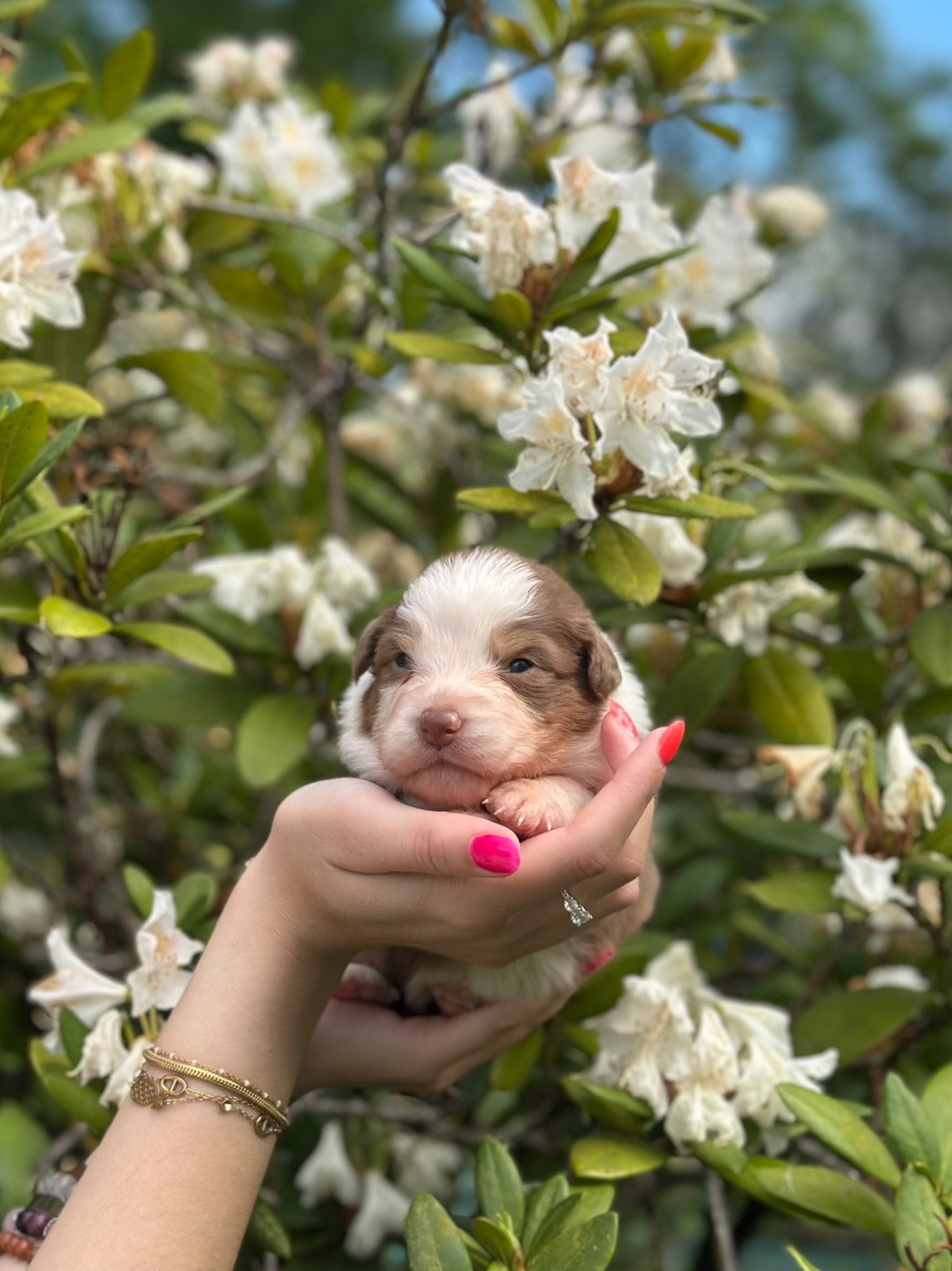 Blue Memories - Chiots disponibles - Berger Australien