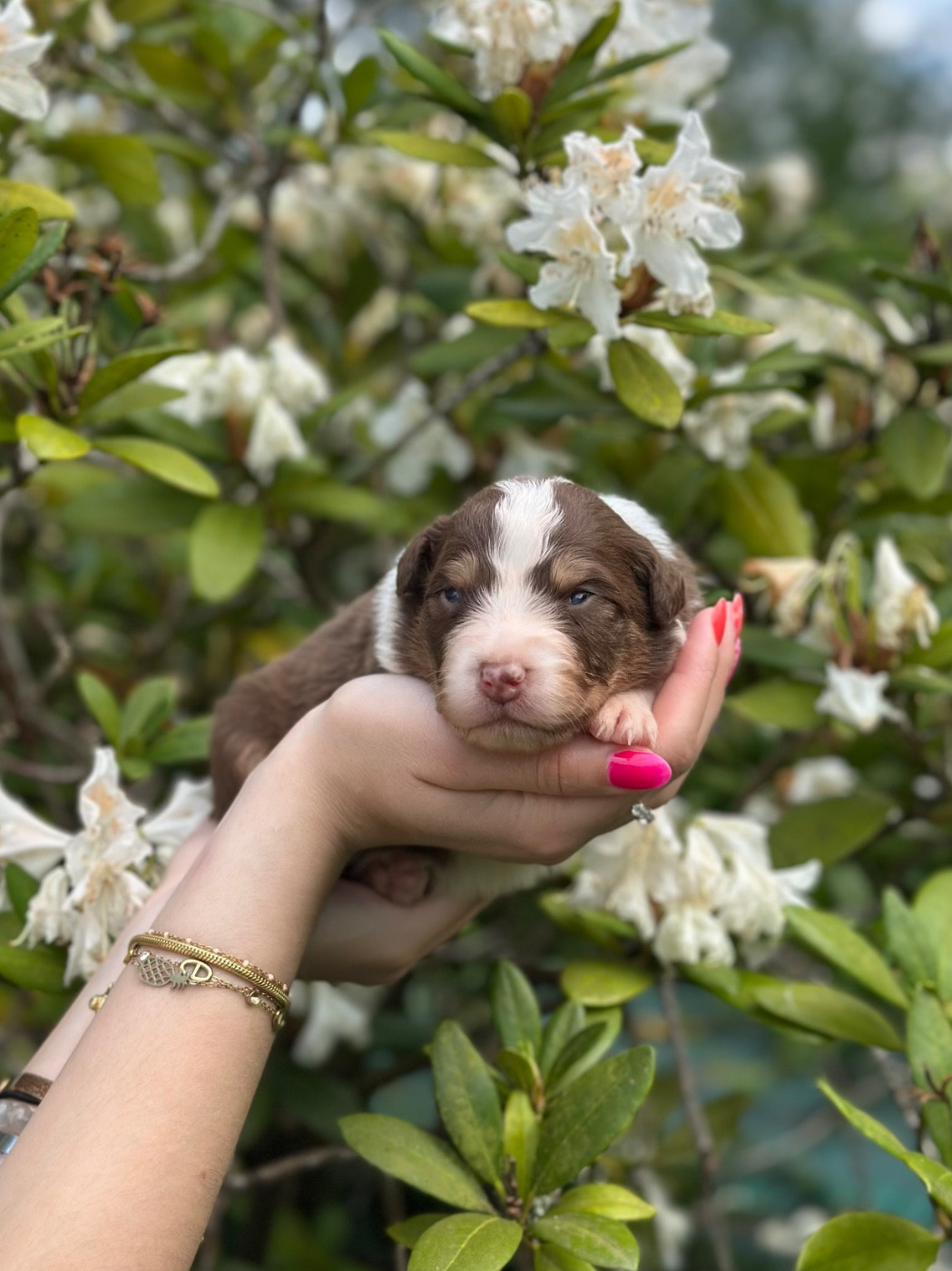 Blue Memories - Chiots disponibles - Berger Australien