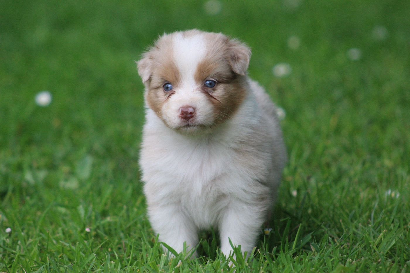 Blue Memories - Chiots disponibles - Berger Australien