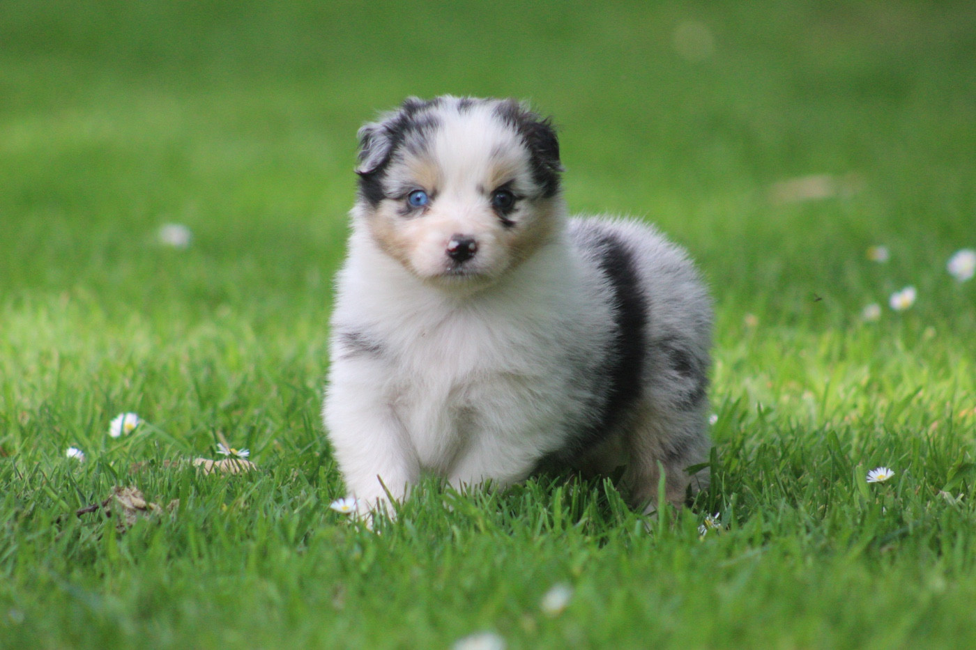 Blue Memories - Chiots disponibles - Berger Australien