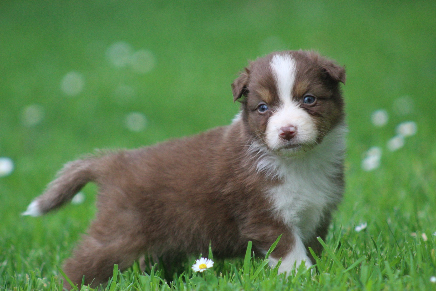Blue Memories - Chiots disponibles - Berger Australien