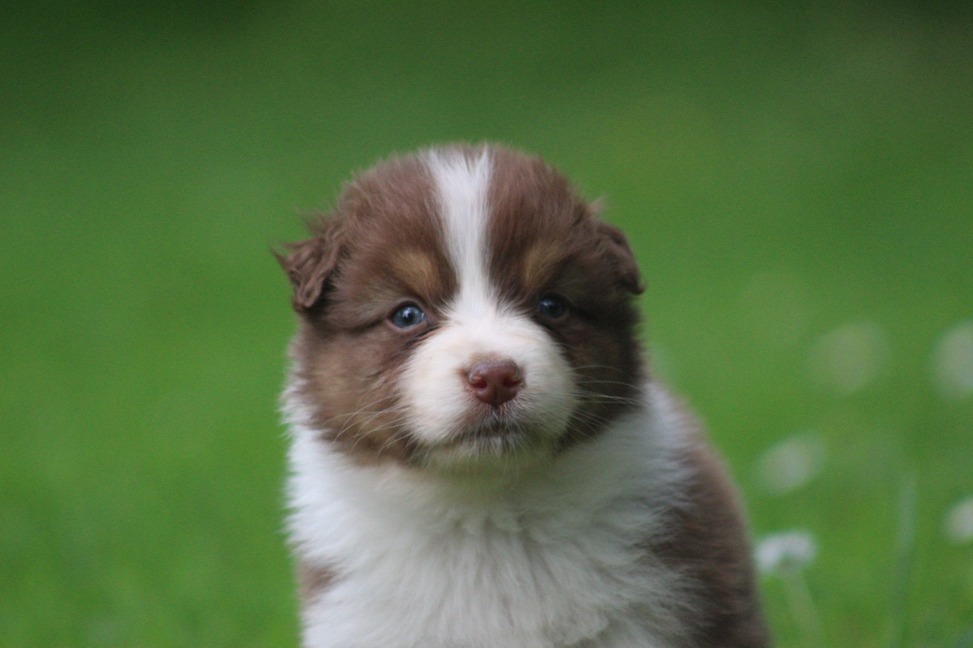 Blue Memories - Chiots disponibles - Berger Australien