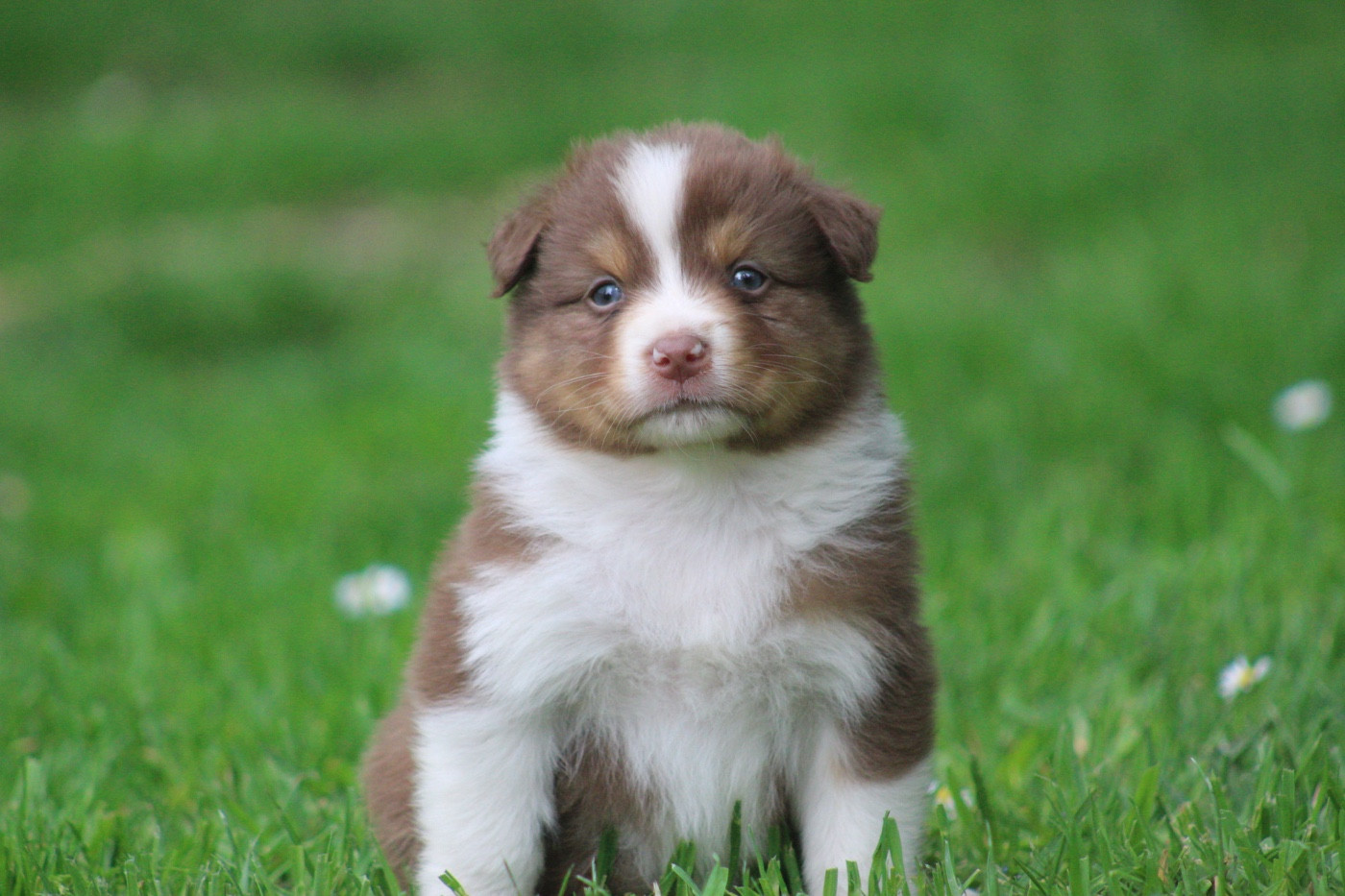 Blue Memories - Chiots disponibles - Berger Australien