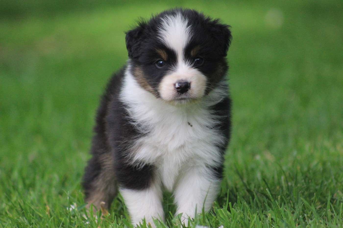 Blue Memories - Chiots disponibles - Berger Australien