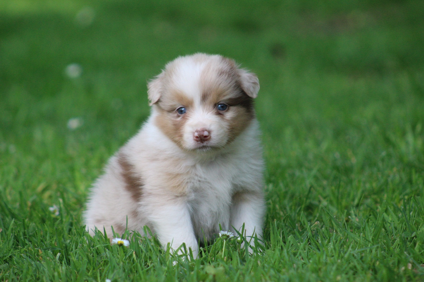 Blue Memories - Chiots disponibles - Berger Australien