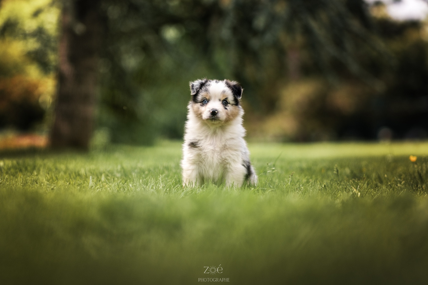Blue Memories - Chiots disponibles - Berger Australien