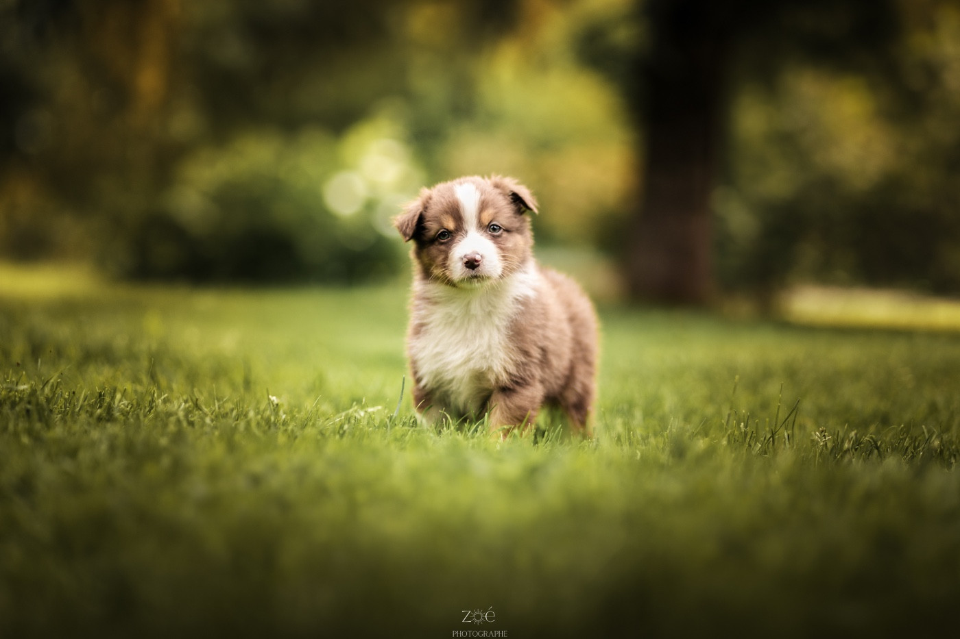 Blue Memories - Chiots disponibles - Berger Australien