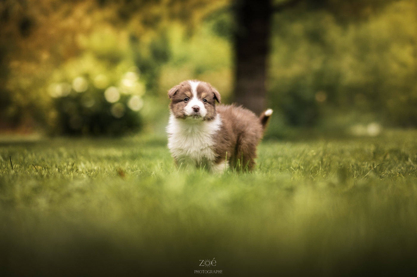 Blue Memories - Chiots disponibles - Berger Australien