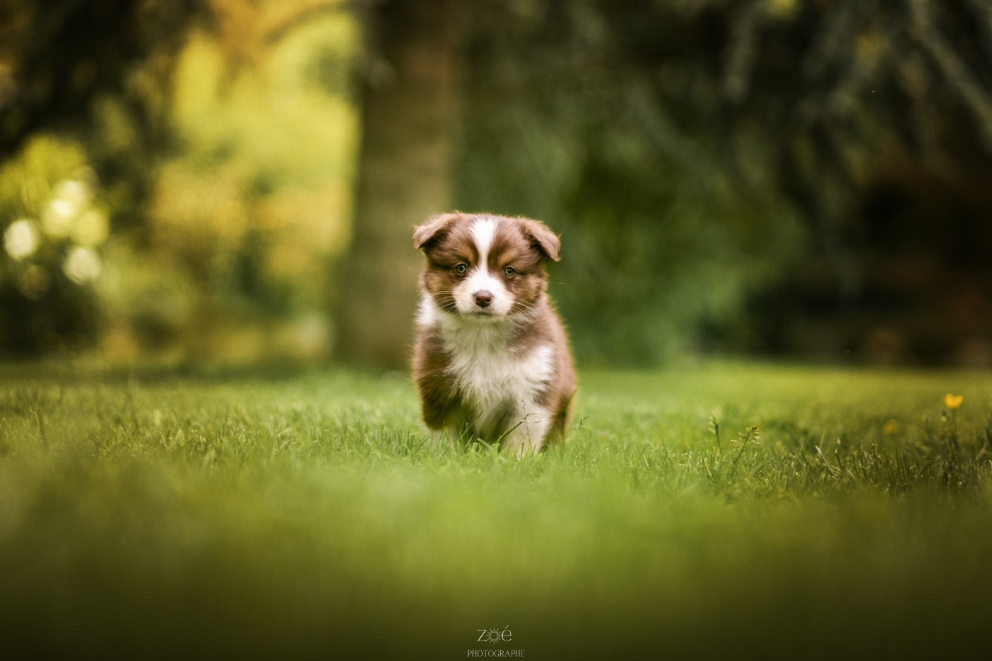 Blue Memories - Chiots disponibles - Berger Australien