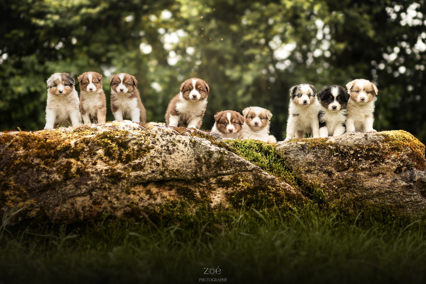 Chiot Berger Australien Blue Memories