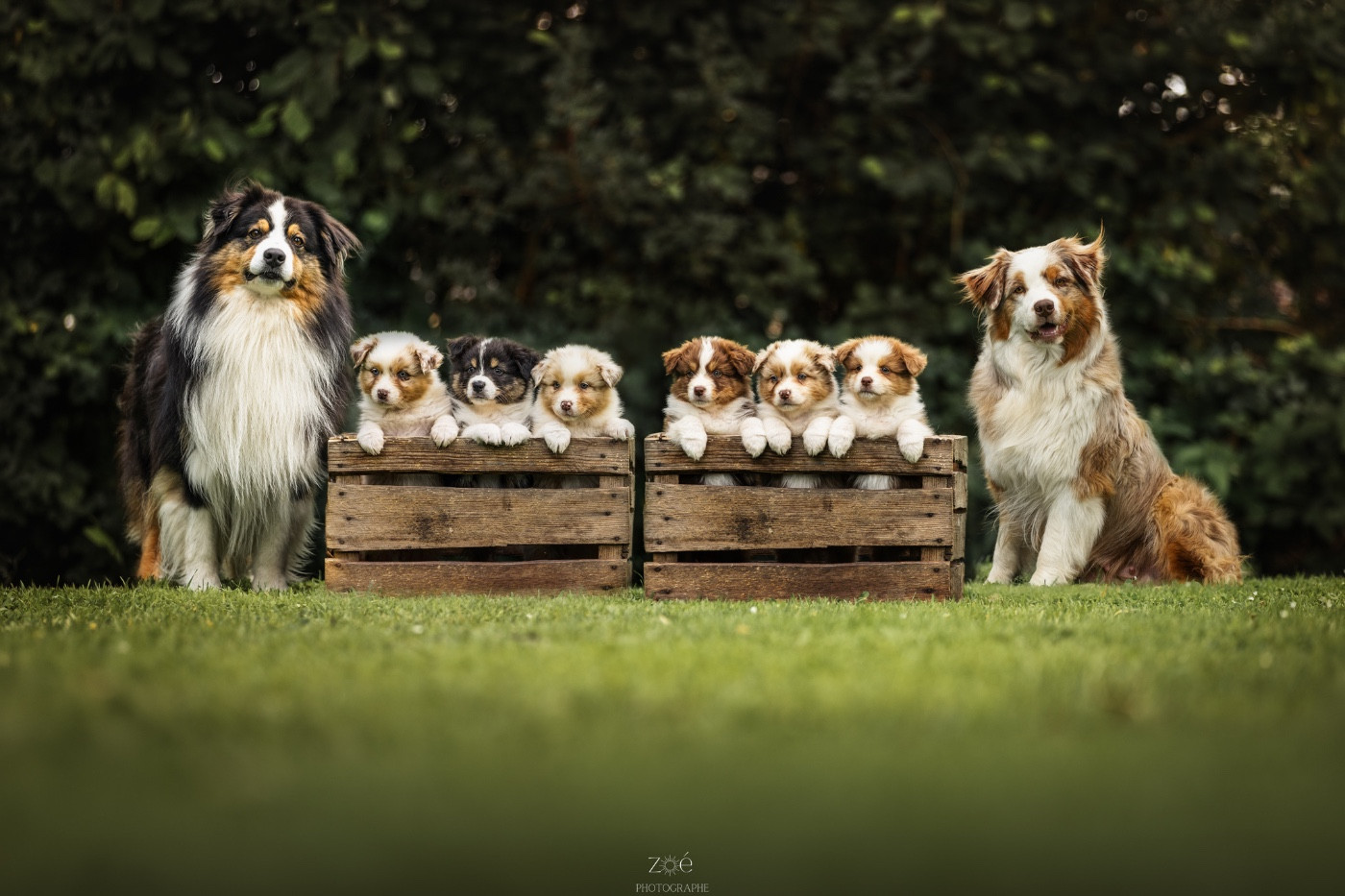 Chiot Berger Australien Blue Memories