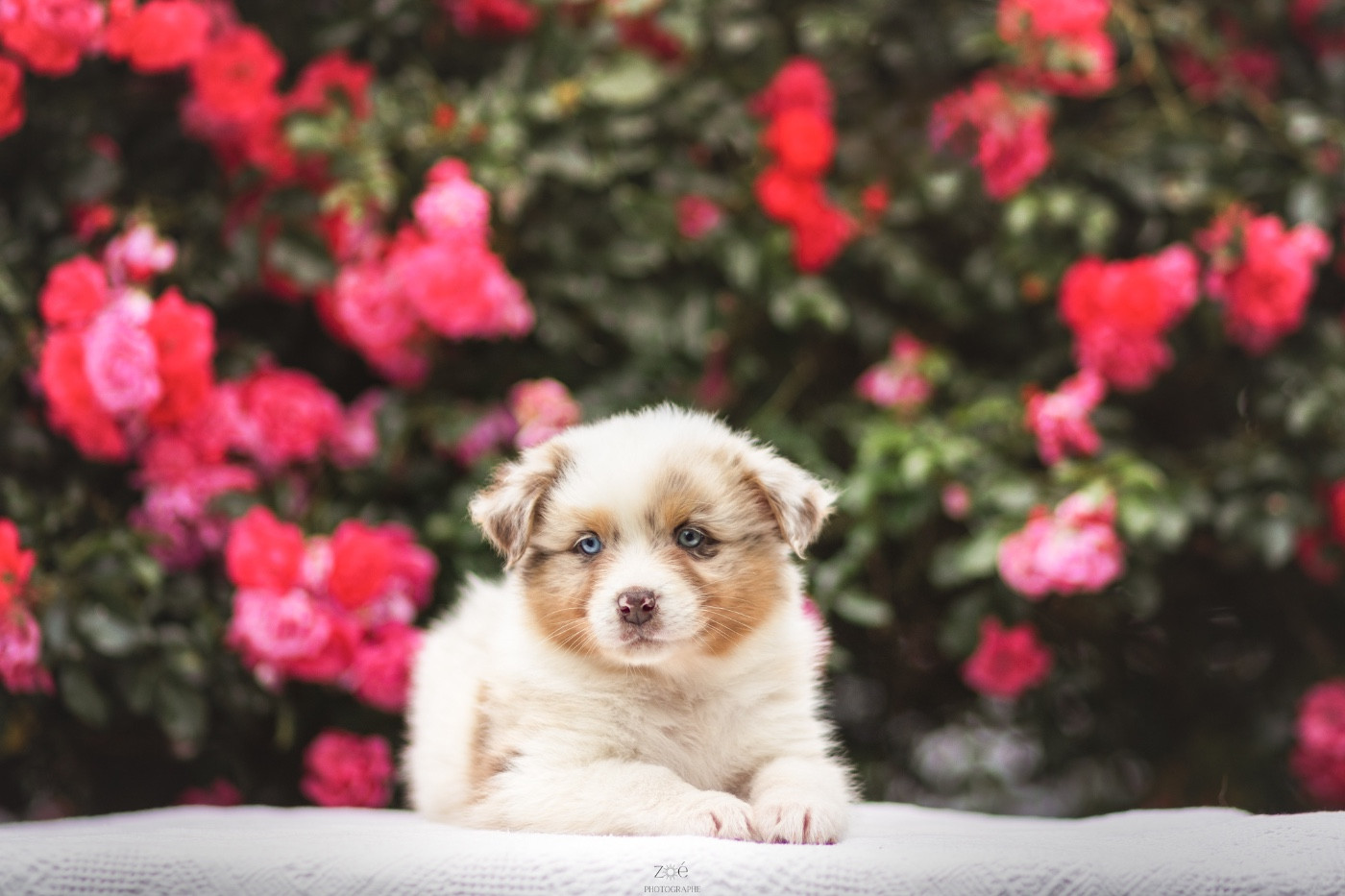 Blue Memories - Chiots disponibles - Berger Australien