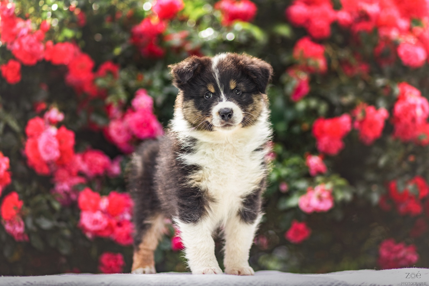 Blue Memories - Chiots disponibles - Berger Australien