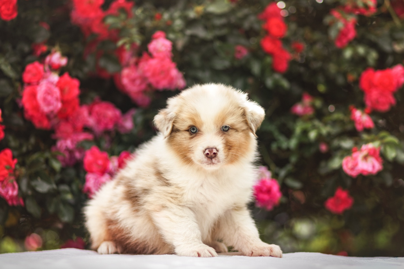 Blue Memories - Chiots disponibles - Berger Australien