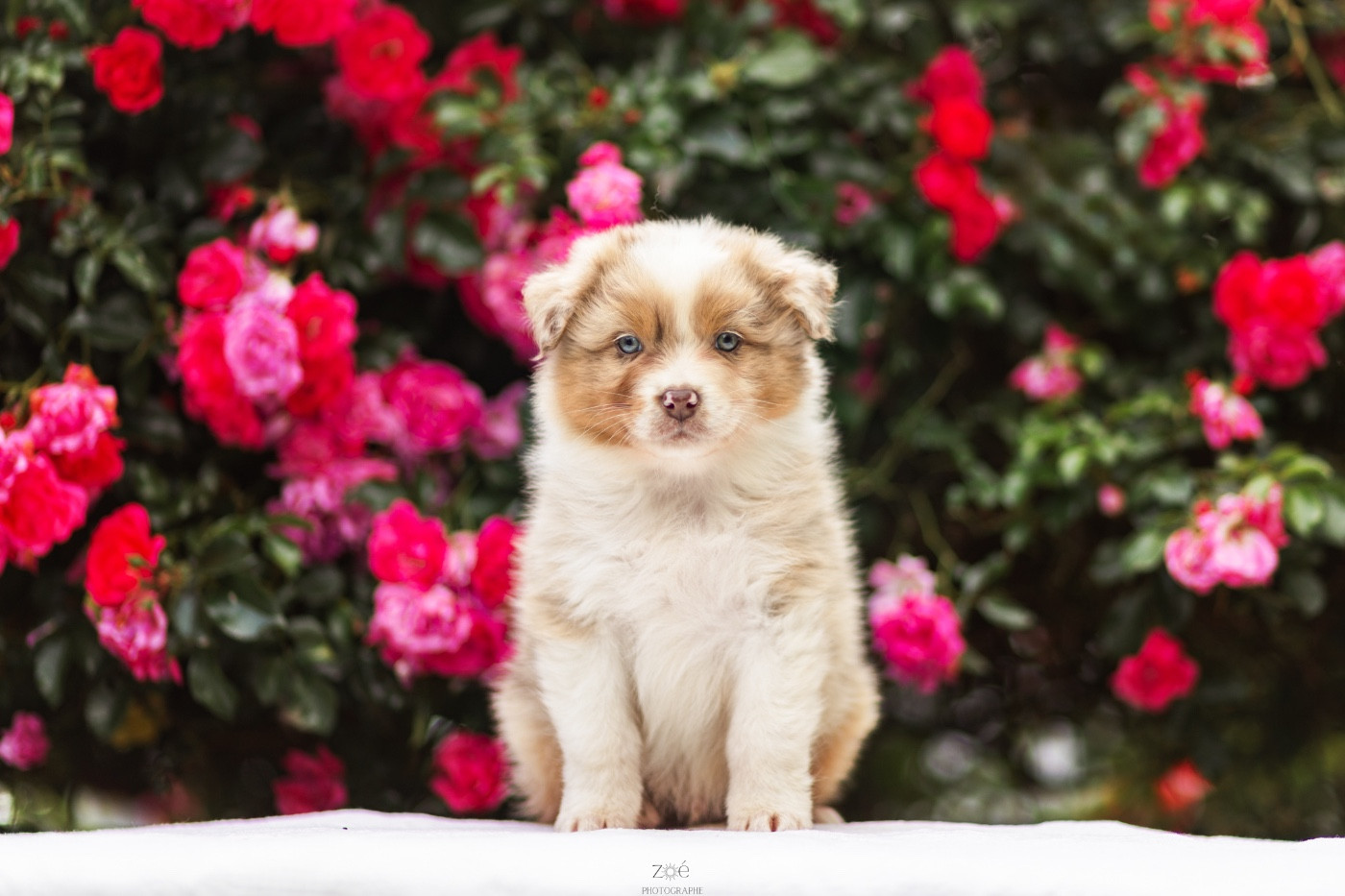 Blue Memories - Chiots disponibles - Berger Australien