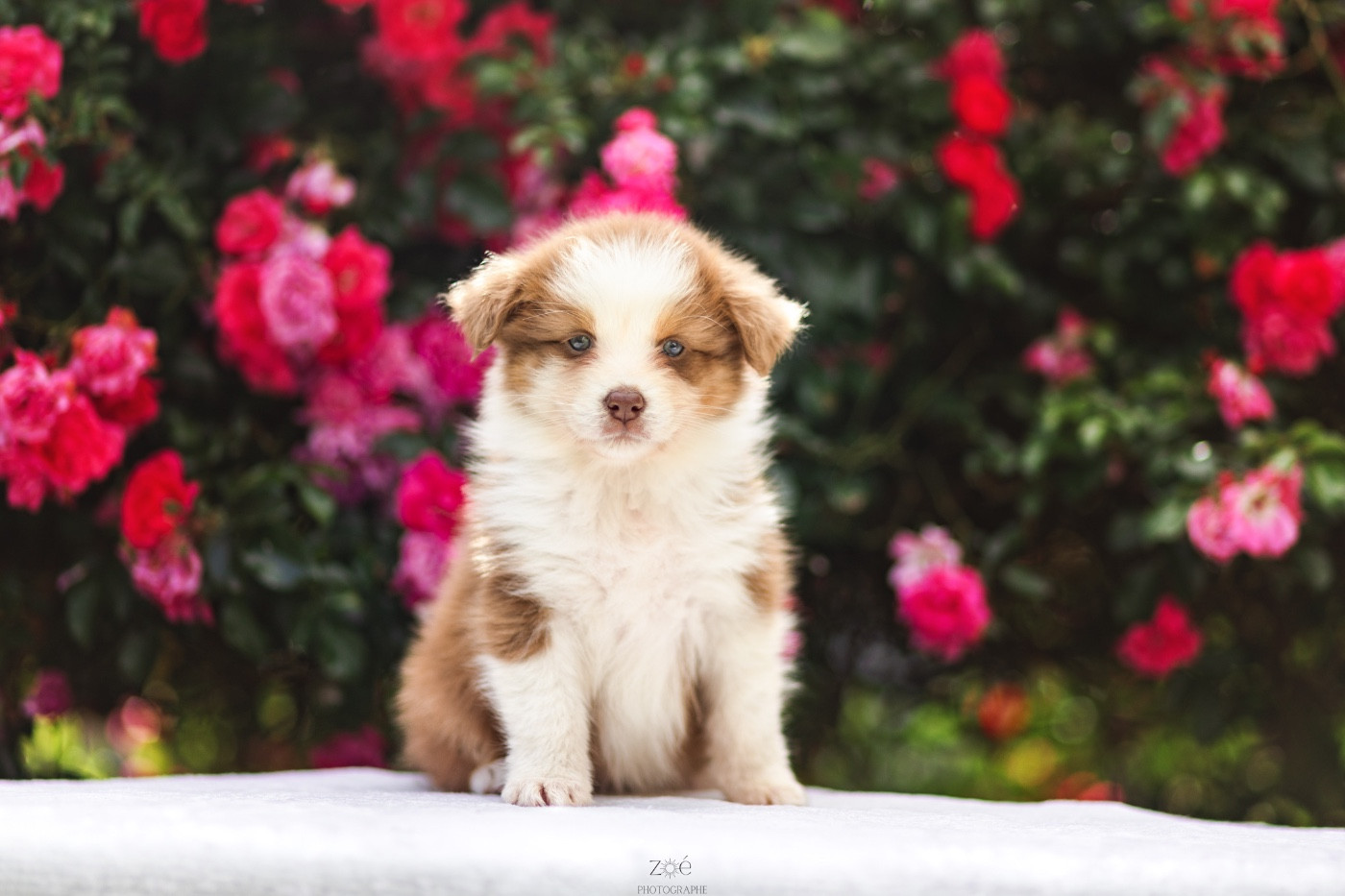 Blue Memories - Chiots disponibles - Berger Australien