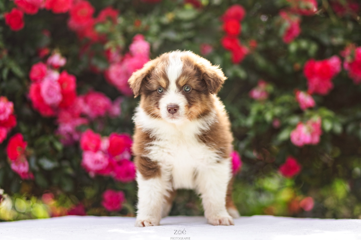 Blue Memories - Chiots disponibles - Berger Australien