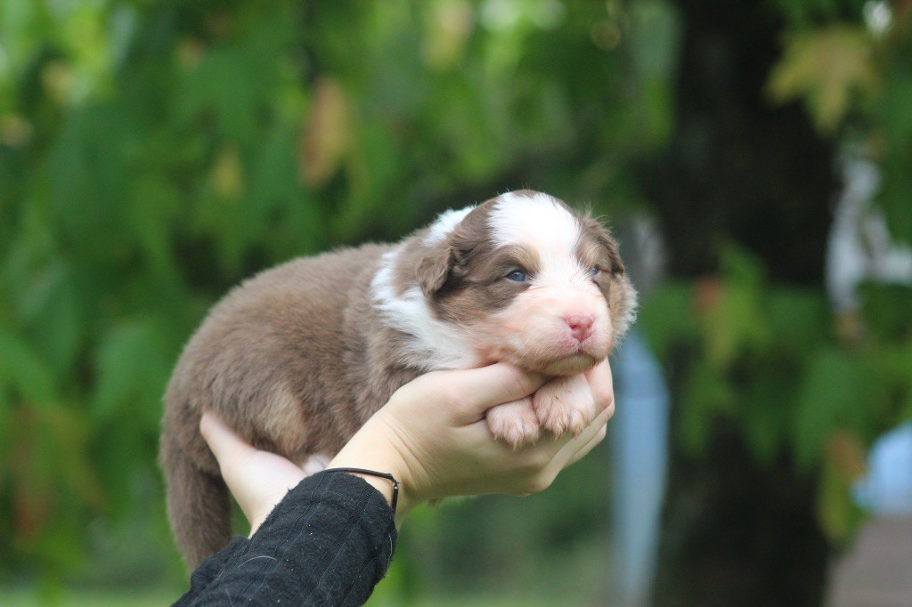 Blue Memories - Chiots disponibles - Berger Australien