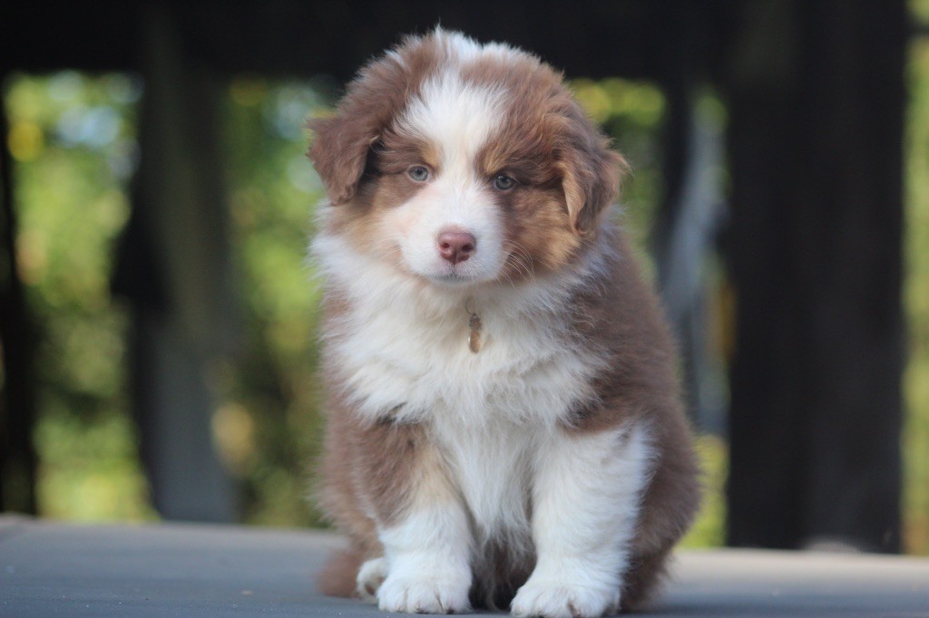 Blue Memories - Berger Australien - Portée née le 17/08/2025