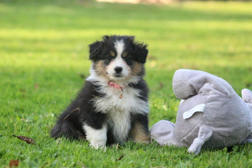 Blue Memories - Chiots disponibles - Berger Australien