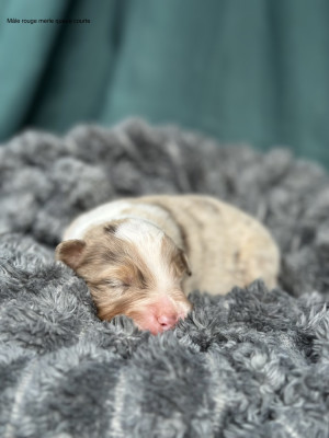 Chiot N°4