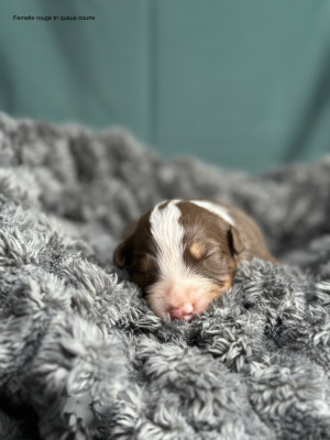 Chiot N°6