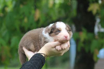 CHIOT