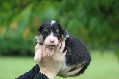 CHIOT