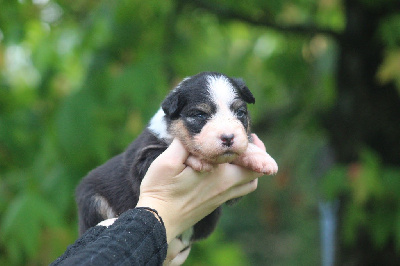CHIOT