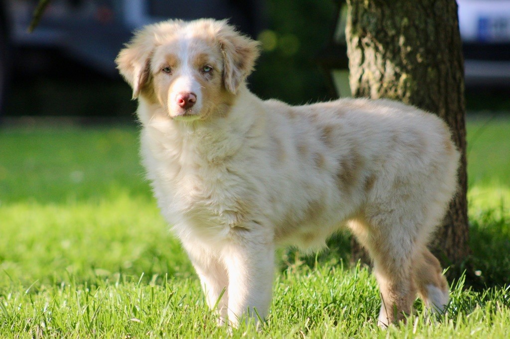 Blue Memories - Chiots disponibles - Berger Australien